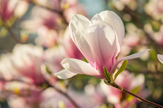 Fototapeta magnolia flowers on a blury background