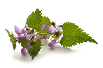 Urtica dioica Große Brennnessel  Stinging nettle Ortica