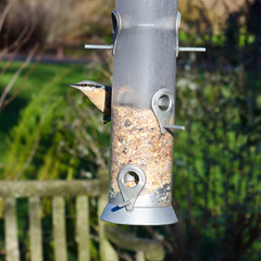 Nuthatch feeding from a bird feeder