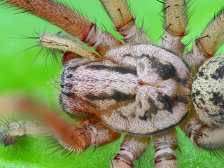 Extreme sharp and detailed photo of spider