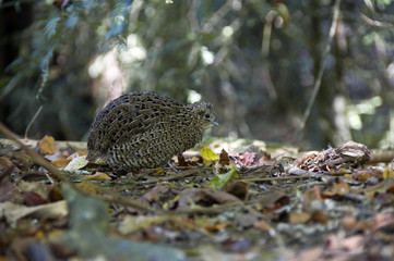 Oiseau sans aile original