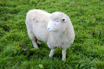 Mouton blanc de Nouvelle-Zélande