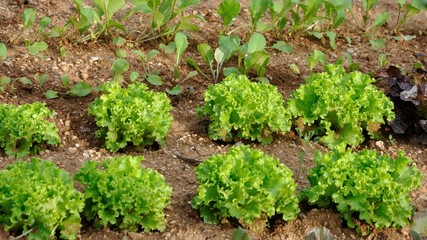 jardinage