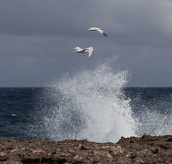 Birds in the waves