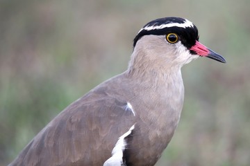 Crowned Plover Bird