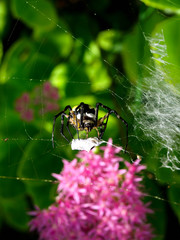 Black Yellow Spider-1