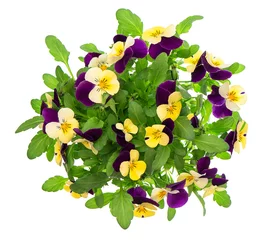 Crédence de cuisine en verre imprimé Pansies bouquet de pensées. fleurs de printemps violettes et jaunes