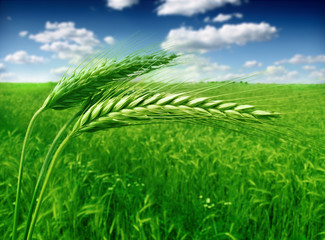 green wheat field and blue cloudy sky