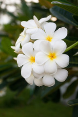 Fototapeta na wymiar flower of Frangipani or Plumeria or Templetree