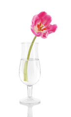 Pink tulip in glass of water isolated on white
