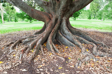 big tree roots