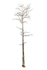 Dead tree isolated