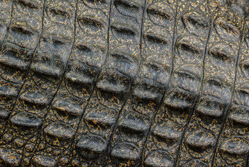 Crocodile skin texture.