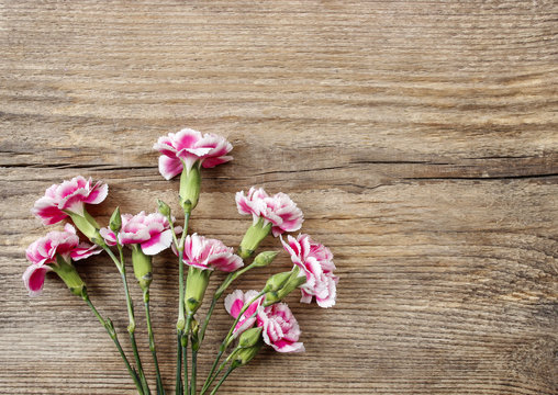 Pink carnation flowers isolated on wooden background