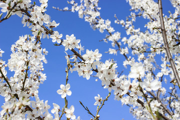 Blooming branch of cherry tree. Beautiful spring landscape