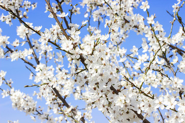 Blooming branch of cherry tree. Beautiful spring landscape