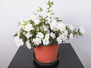 Fototapeten Azalee White Azalea flower  © teresinagoia