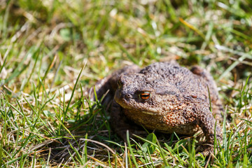brown toad in the garden