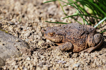 brown toad in the garden
