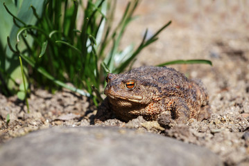 Naklejka premium brown toad in the garden