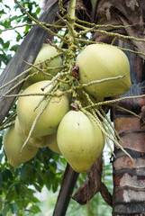 Closeup of coconut tree