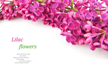 Fototapeta na wymiar Lilac bunch, spring flowers isolated on white background