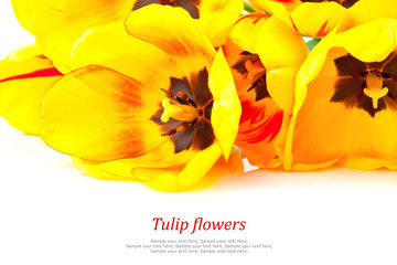 Yellow tulips, spring flowers isolated on white background