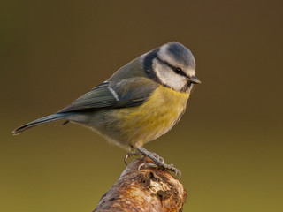 Bluetit
