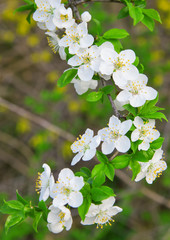 White cherry flowers on branch, blossom spring tree with green