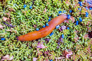 Schnecke mit Schneckenkorn