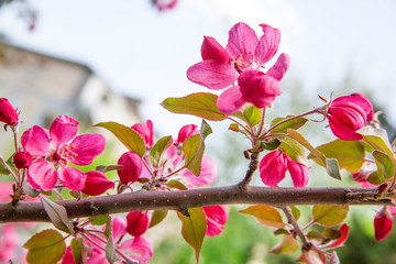 Pink sakura flowers on branch, blossom spring tree