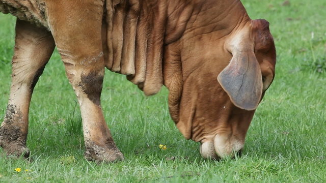 American Brahman Cow Cattle Grazing on Grass Closeup