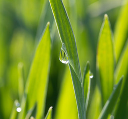 A dewdrop on green grass in sunlight