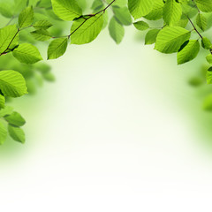 Green leaves border background