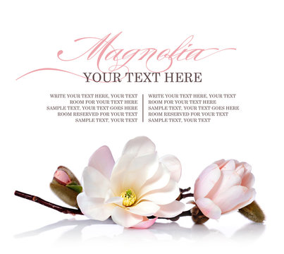 Fototapeta Magnolia flower on a white background