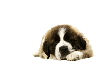 St Bernard puppy laid isolated on white