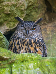Bubo bubo - horned owl close up