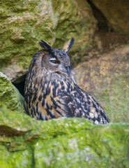 Bubo bubo - horned owl close up