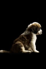 St Bernard Puppy isolated on black