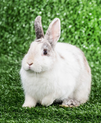 rabbit on the grass