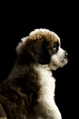 St Bernard Puppy isolated on black