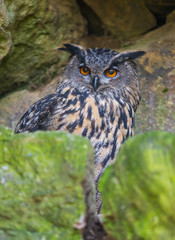 Bubo bubo - horned owl close up