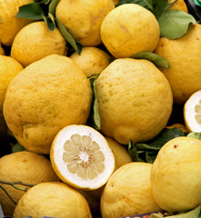 Yellow grapefruits of Sicily just collected from the lush tree o