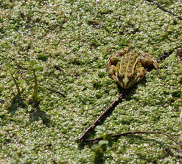 Toad waiting to eat any insect camouflaged amidst the pond