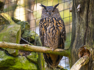 Bubo bubo - horned owl close up