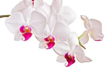 Naklejka na ściany i meble Piękna orchidea na białym tle