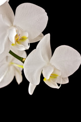 Fototapeta na wymiar Beautiful orchid on dark background