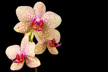 Beautiful orchid on dark background