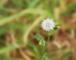 small white flower dandelion