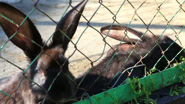 Black rabbits eating grass in an enclosure.